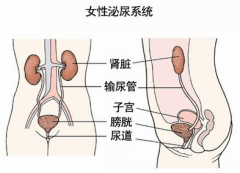 泌尿感染的危害有哪些